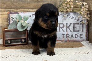Copper - Rottweiler for sale