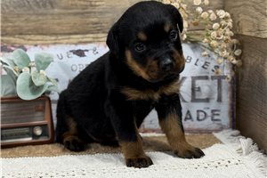 Buddy - puppy for sale
