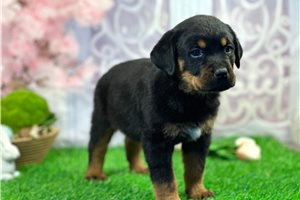 Apollo - puppy for sale