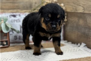 Dallas - puppy for sale
