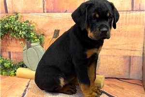 Buddy - Rottweiler for sale