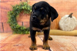 Hope - Rottweiler for sale