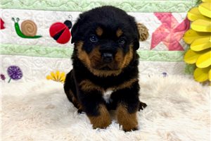 Sammy - puppy for sale