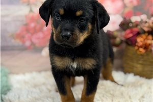 Copper - Rottweiler for sale