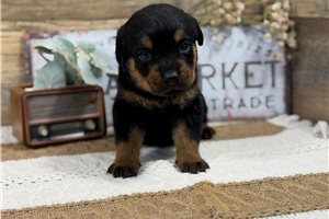 Maxx - Rottweiler for sale