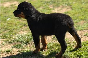 Apollo - puppy for sale