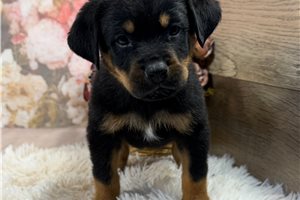 Toby - Rottweiler for sale