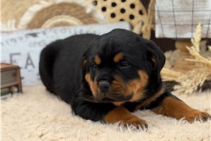 Grace - Rottweiler for sale