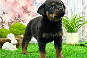 Tyson - puppy for sale