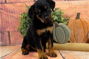 Copper - Rottweiler for sale