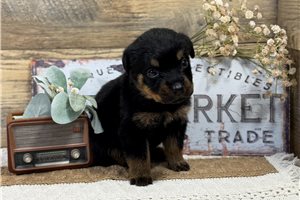 Hope - Rottweiler for sale