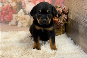 Olive - Rottweiler for sale