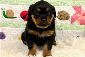 Grace - Rottweiler for sale