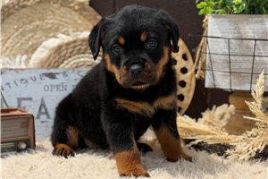 Dolly - Rottweiler for sale