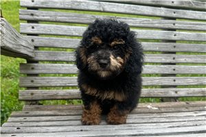 Shade - Poodle, Toy for sale