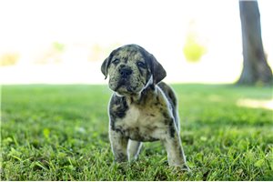 Marley - Mixed/Other for sale