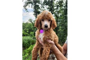 Trixie - Poodle, Standard for sale