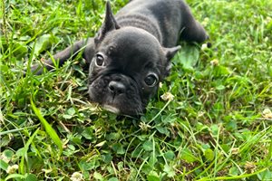 Anabelle - French Bulldog for sale