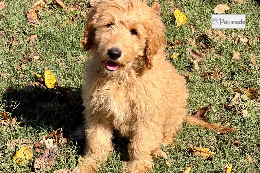 Moxie - Goldendoodle for sale