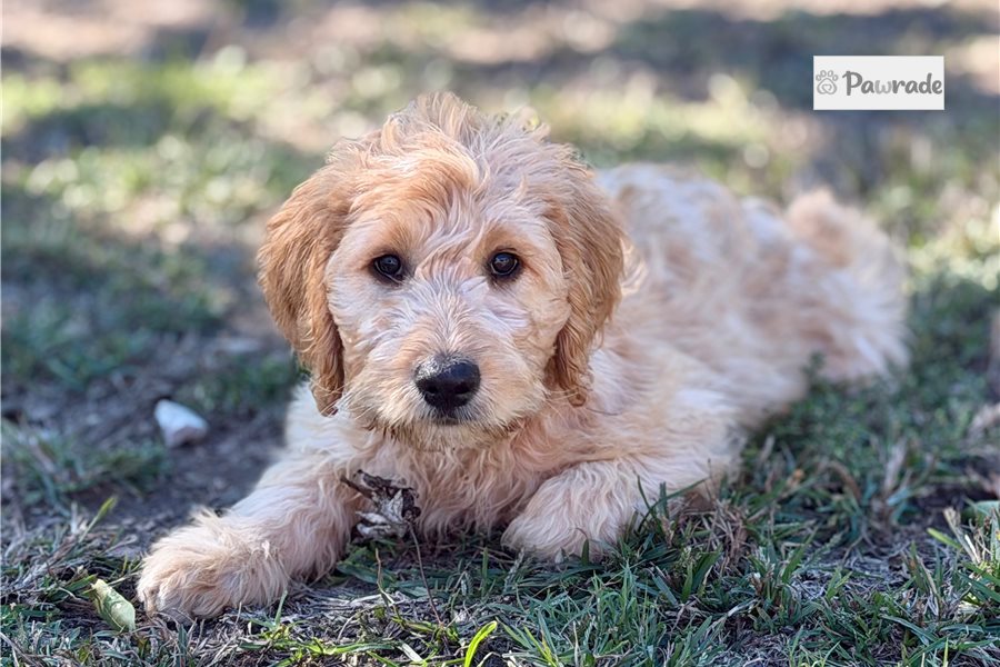 Mylee - Goldendoodle for sale