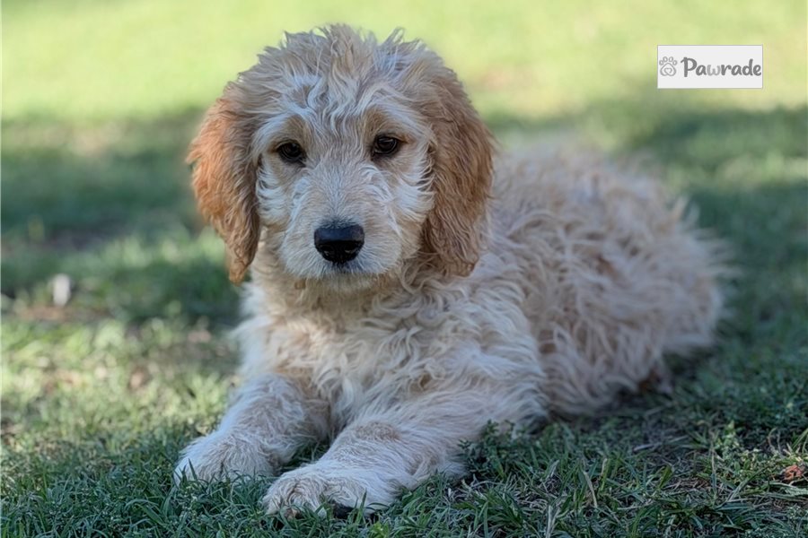 Mossie - Goldendoodle for sale