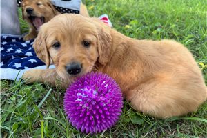 Elena - Golden Retriever for sale