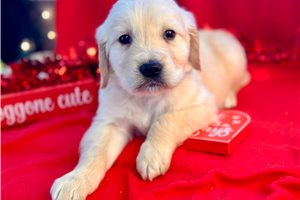 Colin - puppy for sale