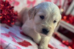 Colt - puppy for sale