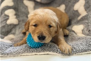 Ethan - Golden Retriever for sale