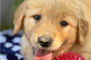 Evelyn - Golden Retriever for sale