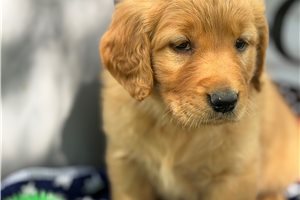 Emily - Golden Retriever for sale