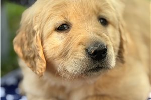Ella - Golden Retriever for sale