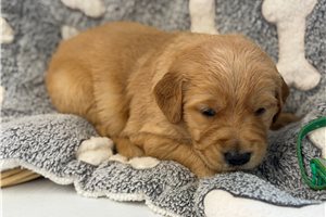 Erin - Golden Retriever for sale