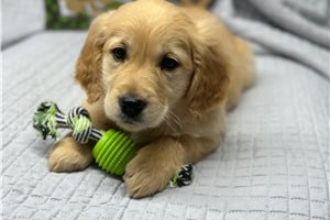 Chakra - Golden Retriever for sale