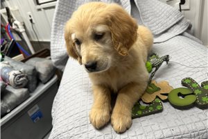 Cerise - Golden Retriever for sale