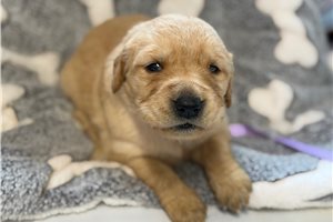 Echo - Golden Retriever for sale