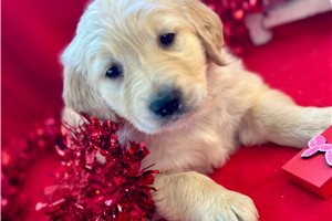 Chakra - puppy for sale