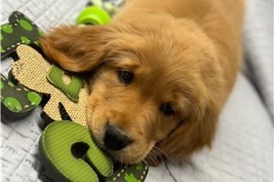 Bruna - Golden Retriever for sale