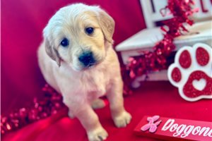 Celtie - puppy for sale