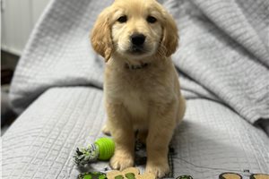 Colby - Golden Retriever for sale