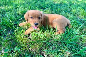 Hunter - puppy for sale