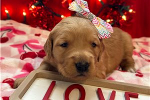 Britt - puppy for sale