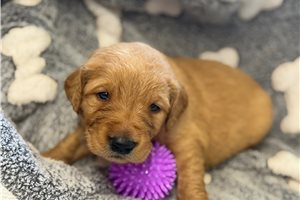 Elena - Golden Retriever for sale