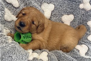 Emily - Golden Retriever for sale