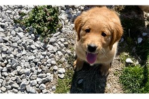 Bruna - Golden Retriever for sale
