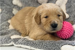 Ella - Golden Retriever for sale