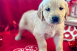 Colby - Golden Retriever for sale