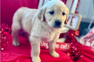 Chance - puppy for sale