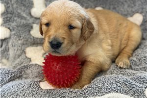 Evelyn - Golden Retriever for sale