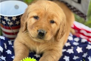 Esmeralda - Golden Retriever for sale
